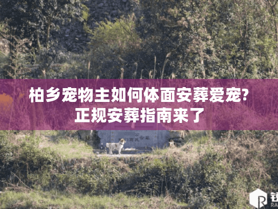 柏乡宠物主如何体面安葬爱宠?正规安葬指南来了