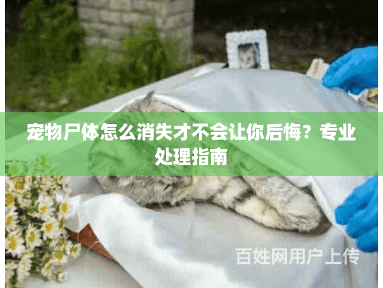 宠物尸体怎么消失才不会让你后悔？专业处理指南