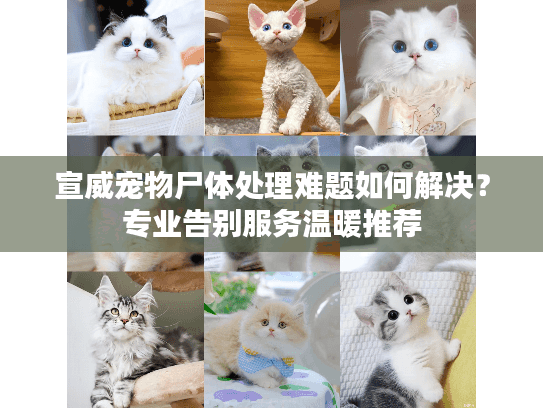 宣威宠物尸体处理难题如何解决？专业告别服务温暖推荐
