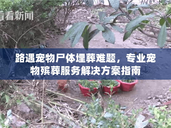 路遇宠物尸体埋葬难题，专业宠物殡葬服务解决方案指南