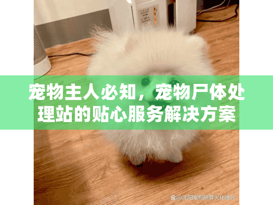 宠物主人必知，宠物尸体处理站的贴心服务解决方案