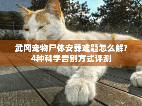 武冈宠物尸体安葬难题怎么解?4种科学告别方式评测