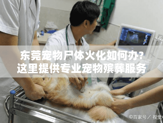 东莞宠物尸体火化如何办?这里提供专业宠物殡葬服务全流程解析