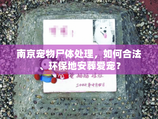 南京宠物尸体处理，如何合法、环保地安葬爱宠？