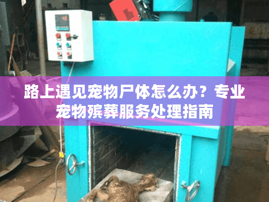 路上遇见宠物尸体怎么办？专业宠物殡葬服务处理指南