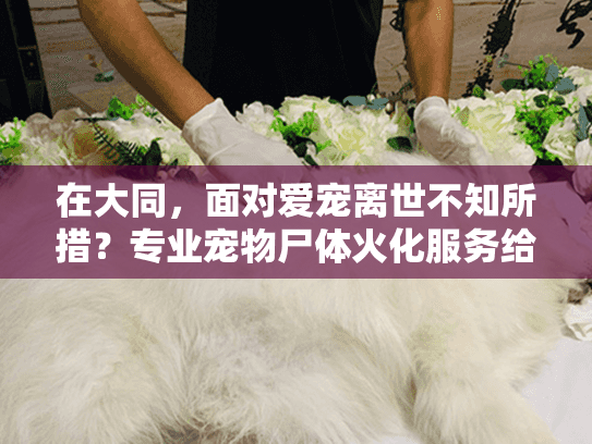 在大同，面对爱宠离世不知所措？专业宠物尸体火化服务给您安心答案