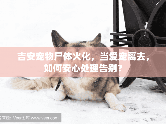 吉安宠物尸体火化，当爱宠离去，如何安心处理告别？