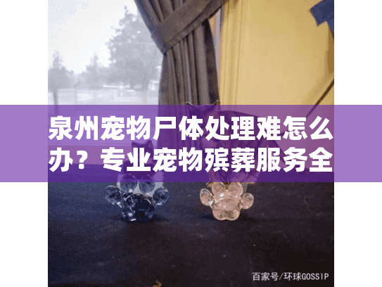 泉州宠物尸体处理难怎么办？专业宠物殡葬服务全指南