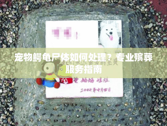 宠物鳄龟尸体如何处理？专业殡葬服务指南
