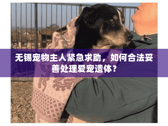 无锡宠物主人紧急求助，如何合法妥善处理爱宠遗体？