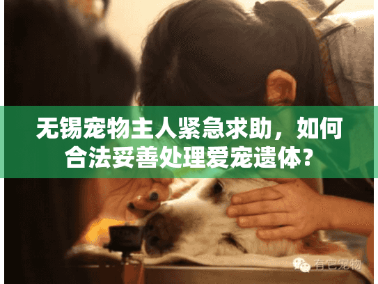 无锡宠物主人紧急求助，如何合法妥善处理爱宠遗体？
