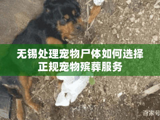 无锡处理宠物尸体如何选择正规宠物殡葬服务