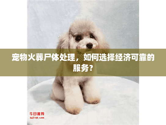 宠物火葬尸体处理，如何选择经济可靠的服务？