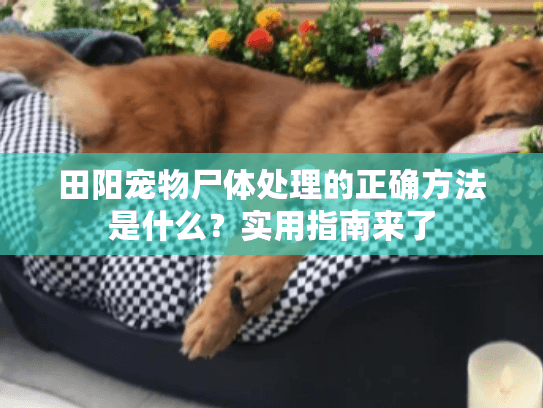 田阳宠物尸体处理的正确方法是什么？实用指南来了
