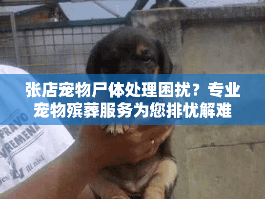 张店宠物尸体处理困扰？专业宠物殡葬服务为您排忧解难