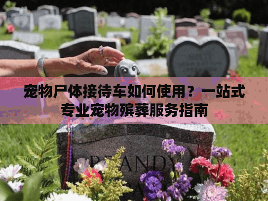 宠物尸体接待车如何使用？一站式专业宠物殡葬服务指南