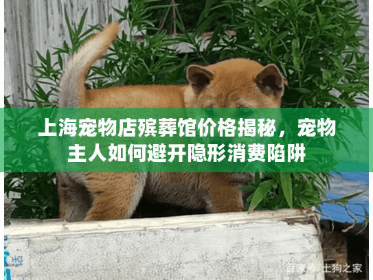 上海宠物店殡葬馆价格揭秘，宠物主人如何避开隐形消费陷阱