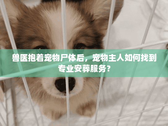 兽医抱着宠物尸体后，宠物主人如何找到专业安葬服务？