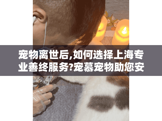 宠物离世后,如何选择上海专业善终服务?宠慕宠物助您安心告别