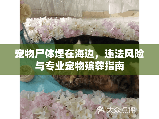 宠物尸体埋在海边，违法风险与专业宠物殡葬指南