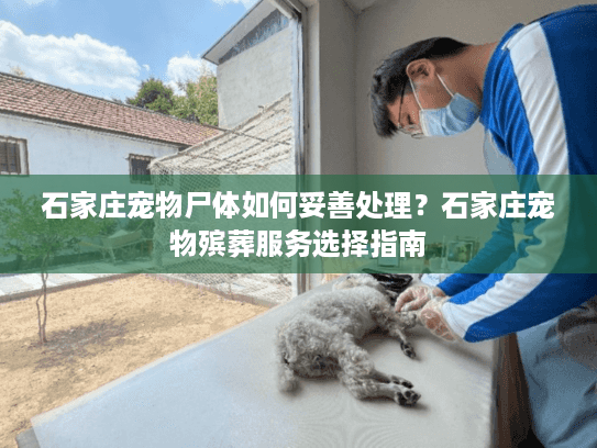 石家庄宠物尸体如何妥善处理？石家庄宠物殡葬服务选择指南