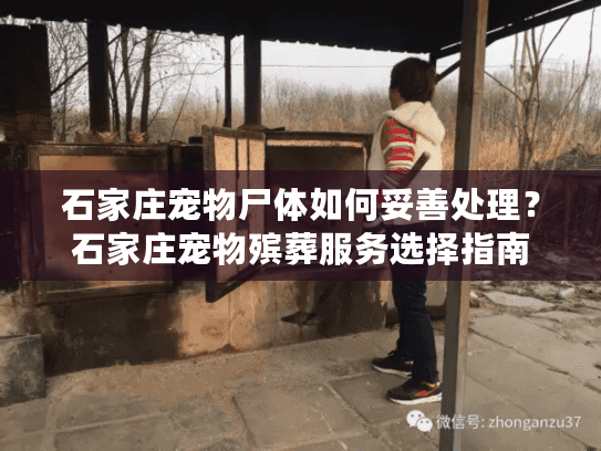 石家庄宠物尸体如何妥善处理？石家庄宠物殡葬服务选择指南