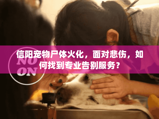 信阳宠物尸体火化，面对悲伤，如何找到专业告别服务？
