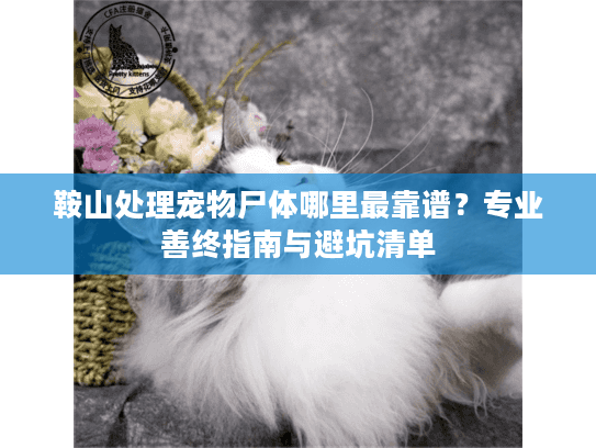 鞍山处理宠物尸体哪里最靠谱？专业善终指南与避坑清单