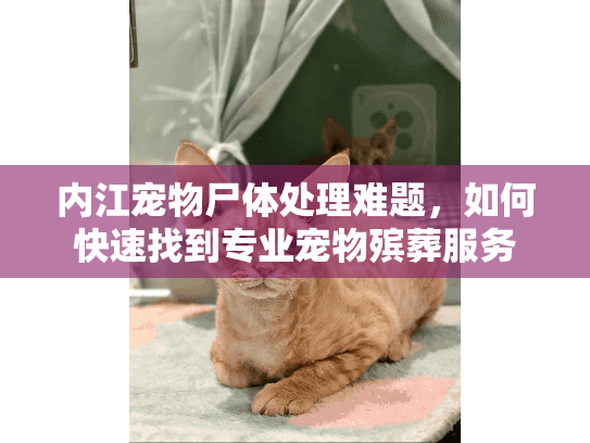 内江宠物尸体处理难题，如何快速找到专业宠物殡葬服务