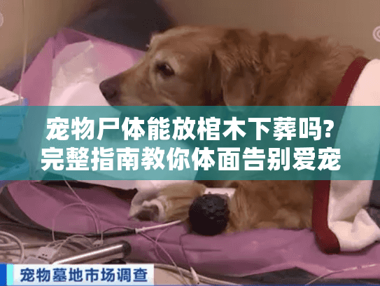 宠物尸体能放棺木下葬吗?完整指南教你体面告别爱宠