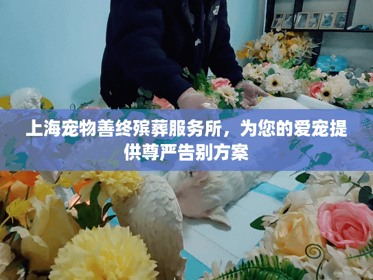 上海宠物善终殡葬服务所，为您的爱宠提供尊严告别方案