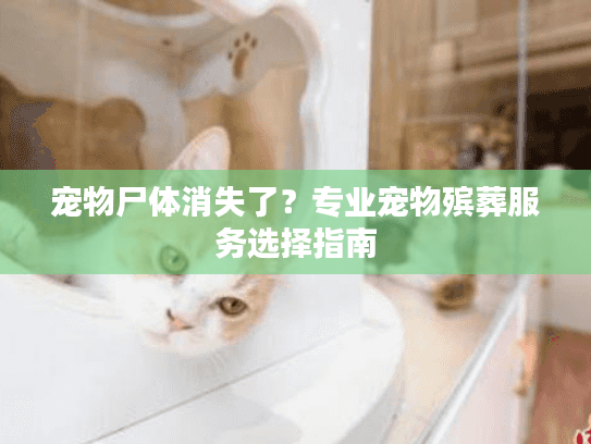 宠物尸体消失了？专业宠物殡葬服务选择指南