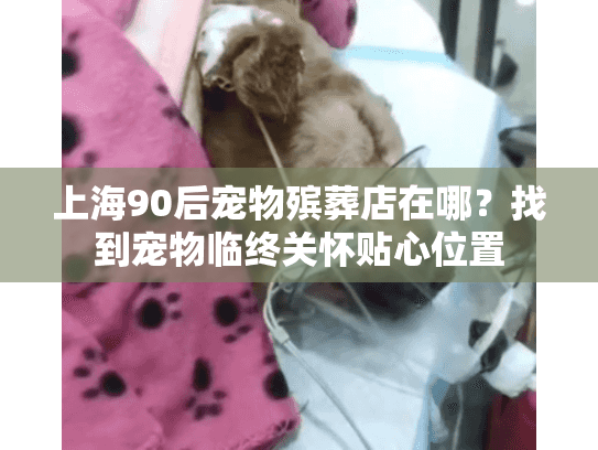 上海90后宠物殡葬店在哪？找到宠物临终关怀贴心位置