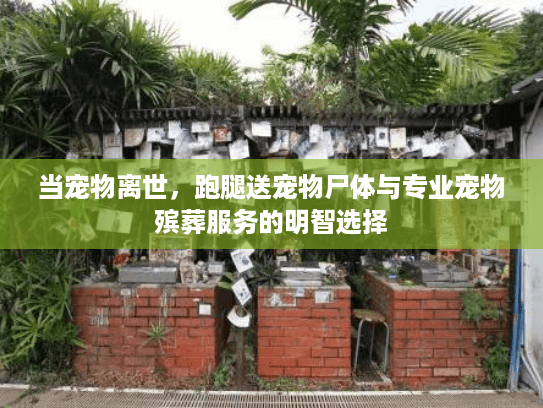 当宠物离世，跑腿送宠物尸体与专业宠物殡葬服务的明智选择