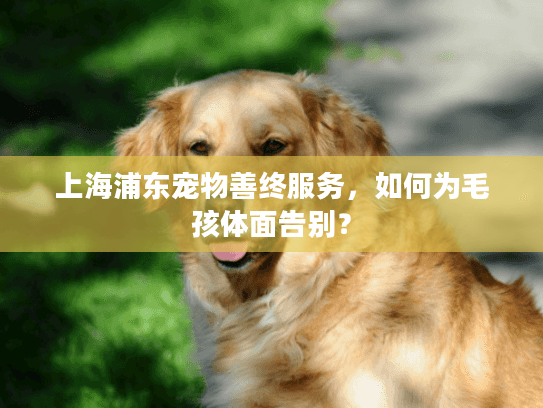 上海浦东宠物善终服务，如何为毛孩体面告别？