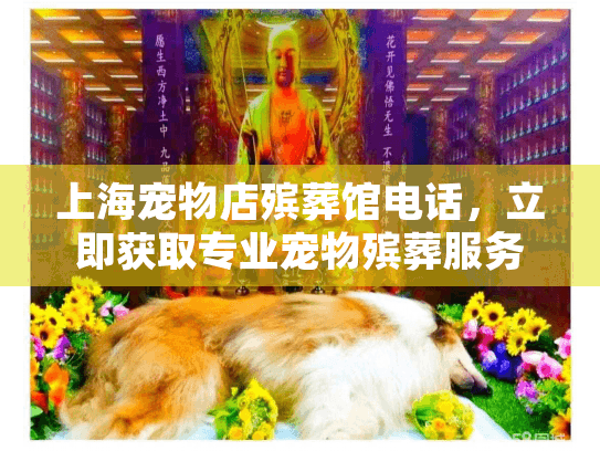 上海宠物店殡葬馆电话，立即获取专业宠物殡葬服务联系方式