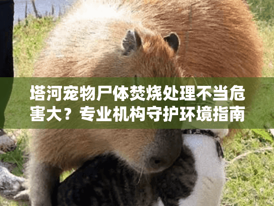 塔河宠物尸体焚烧处理不当危害大？专业机构守护环境指南