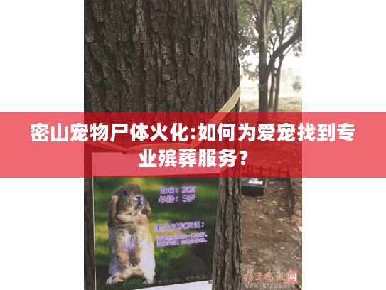 密山宠物尸体火化:如何为爱宠找到专业殡葬服务？