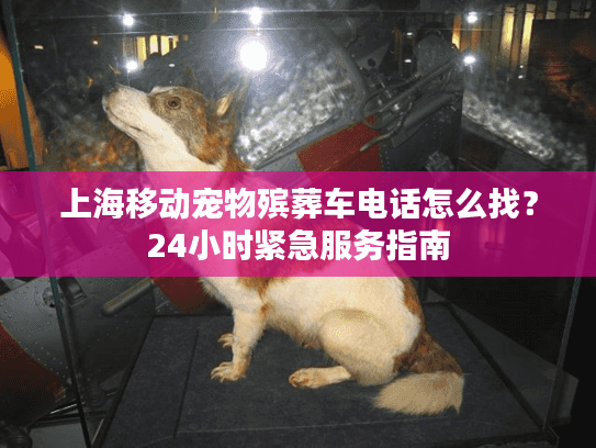 上海移动宠物殡葬车电话怎么找？24小时紧急服务指南