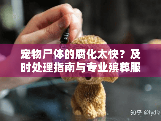 宠物尸体的腐化太快？及时处理指南与专业殡葬服务推荐