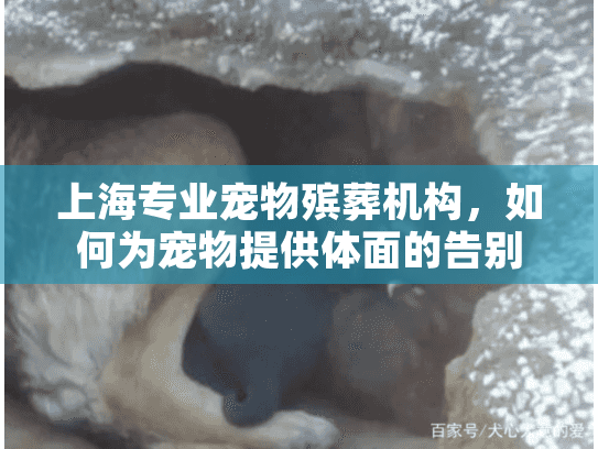 上海专业宠物殡葬机构，如何为宠物提供体面的告别？