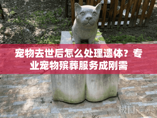 宠物去世后怎么处理遗体？专业宠物殡葬服务成刚需