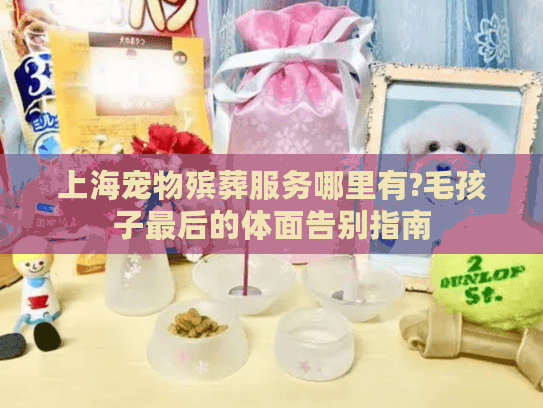 上海宠物殡葬服务哪里有?毛孩子最后的体面告别指南
