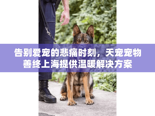 告别爱宠的悲痛时刻，天宠宠物善终上海提供温暖解决方案