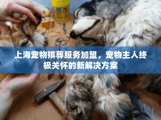 上海宠物殡葬服务加盟，宠物主人终极关怀的新解决方案