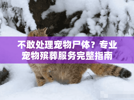不敢处理宠物尸体？专业宠物殡葬服务完整指南
