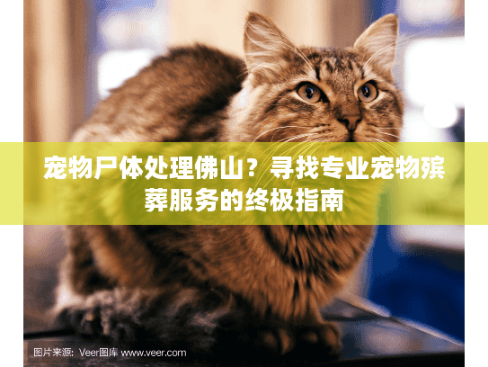 宠物尸体处理佛山？寻找专业宠物殡葬服务的终极指南