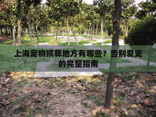 上海宠物殡葬地方有哪些？告别爱宠的完整指南