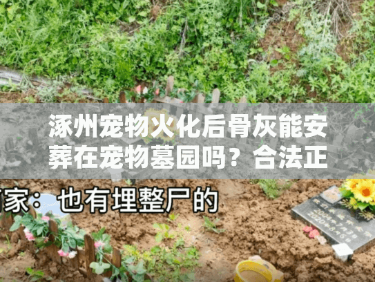 涿州宠物火化后骨灰能安葬在宠物墓园吗？合法正规流程详解