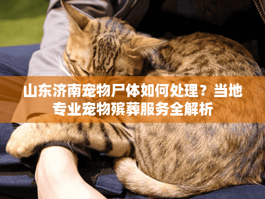 山东济南宠物尸体如何处理？当地专业宠物殡葬服务全解析